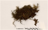 藏品(寒地走燈苔)的圖片